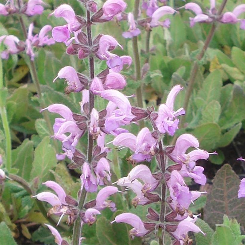 Salvia pratensis Eveline - Sauge des près (Flowering)