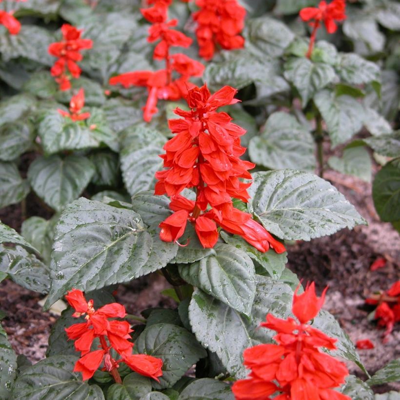Sauge splendens Carambita (Plant habit)