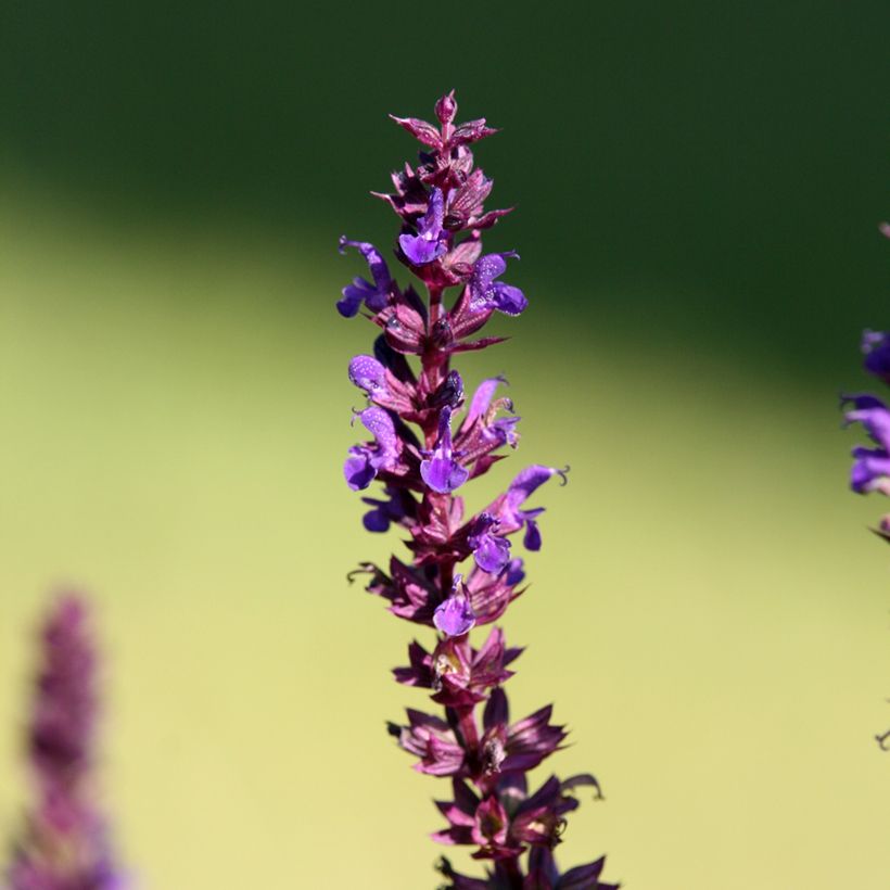 Salvia superba Blaukönigin (Reine des Bleues) - Sauge des bois (Flowering)