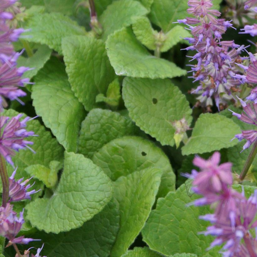 Sauge verticillée - Salvia verticillata Endless Love (Foliage)