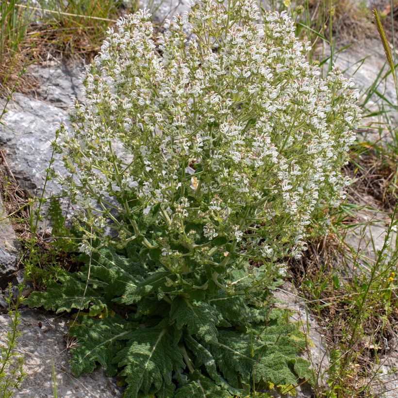 Salvia aethiopis - Sauge d'Ethiopie (Plant habit)