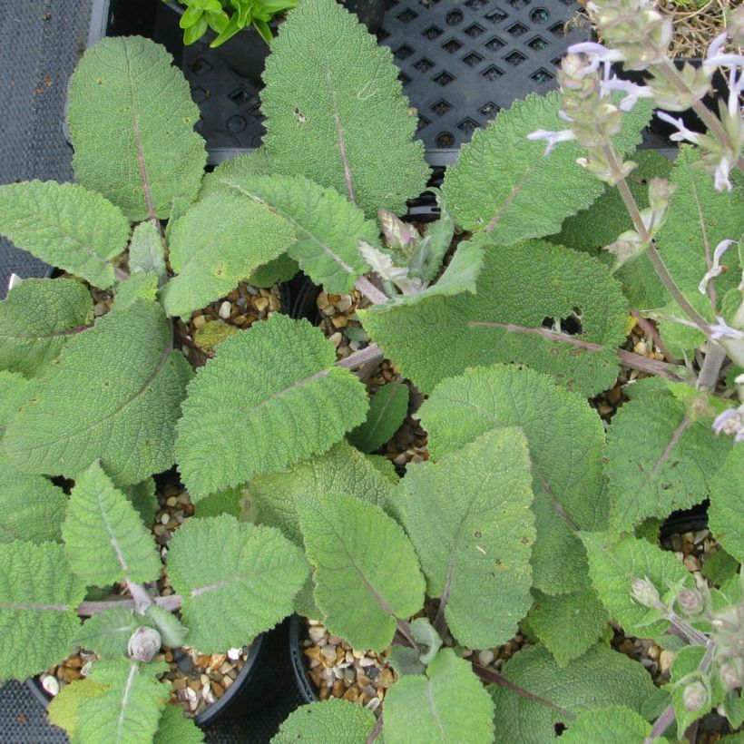 Salvia moorcroftiana - Sauge de Moorcroft (Foliage)