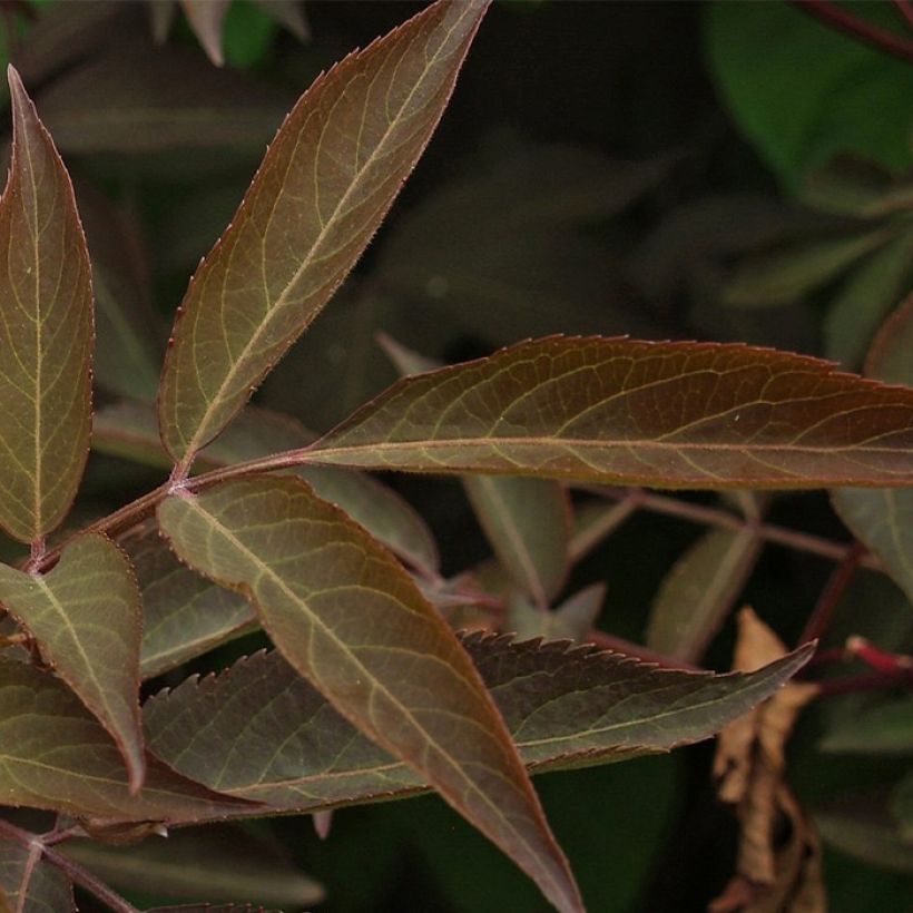 Sambucus Chocolate Marzipan - sureau (Foliage)