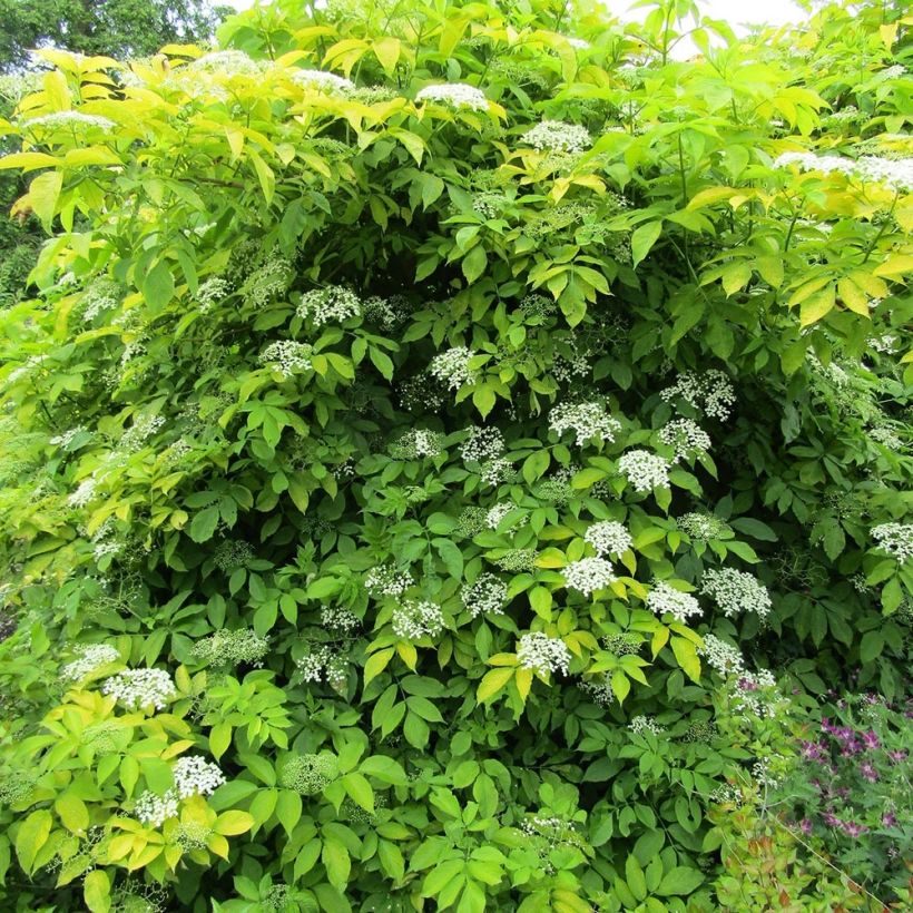 Sureau noir  - Sambucus nigra Aurea (Plant habit)