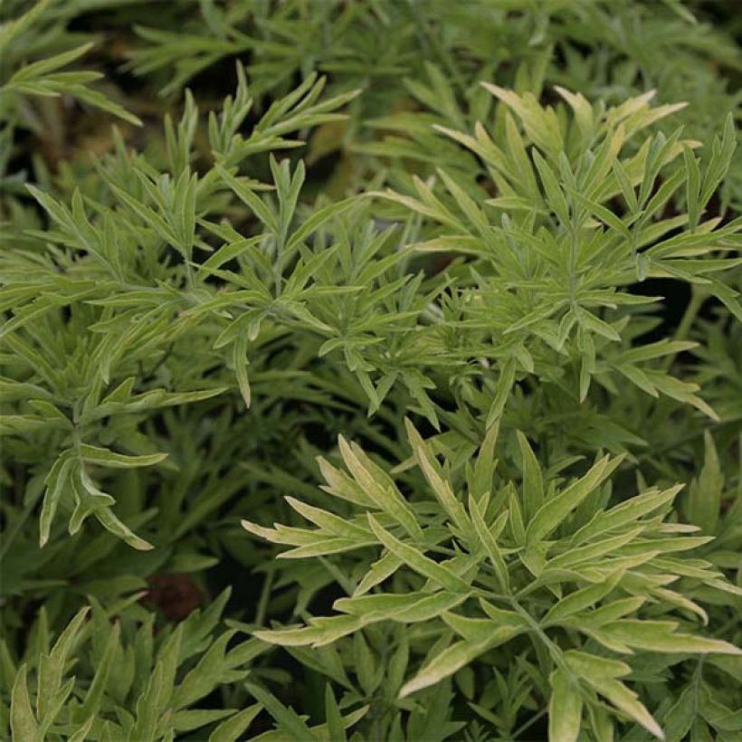 Sureau noir - Sambucus nigra Golden Tower (Foliage)