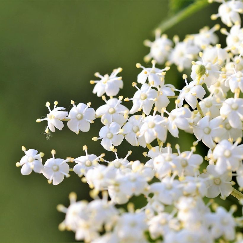 Sureau noir - Sambucus nigra Laciniata (Flowering)