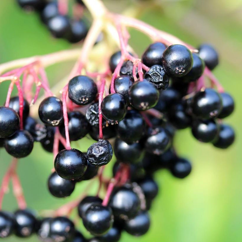 Sureau noir - Sambucus nigra Laciniata (Harvest)