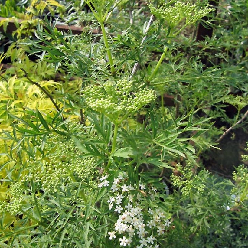 Sureau noir - Sambucus nigra Laciniata (Plant habit)