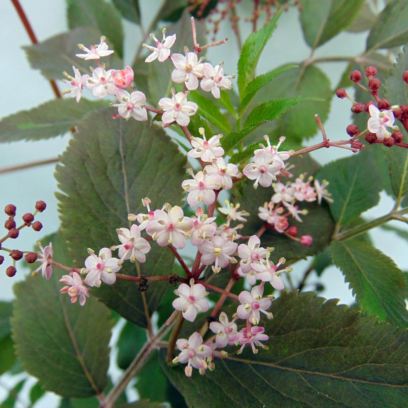 Sambucus nigra Thundercloud - Sureau noir (Flowering)