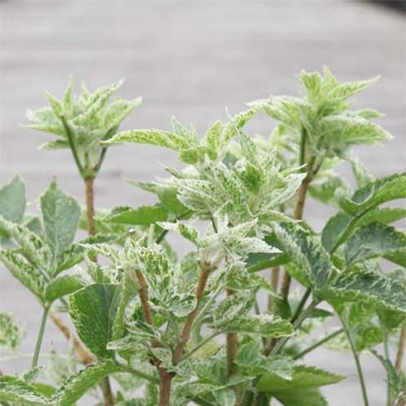 Sureau noir - Sambucus nigra Pulverulenta (Foliage)