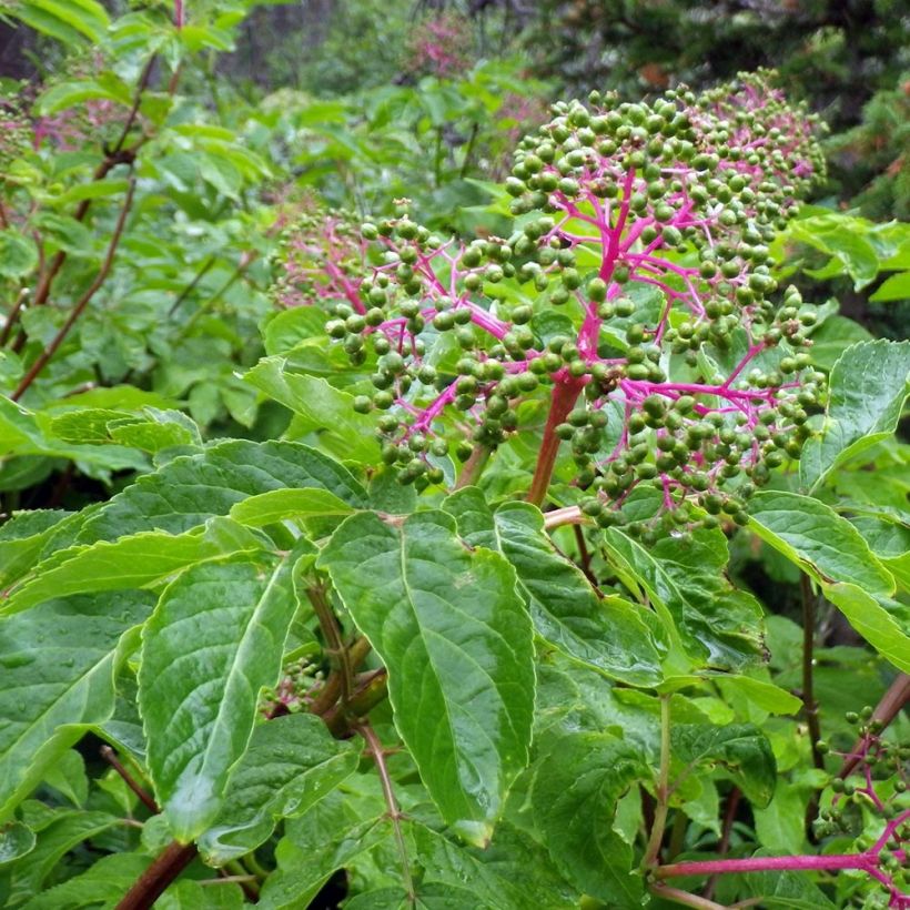 Sureau à grappes - Sambucus racemosa (Foliage)