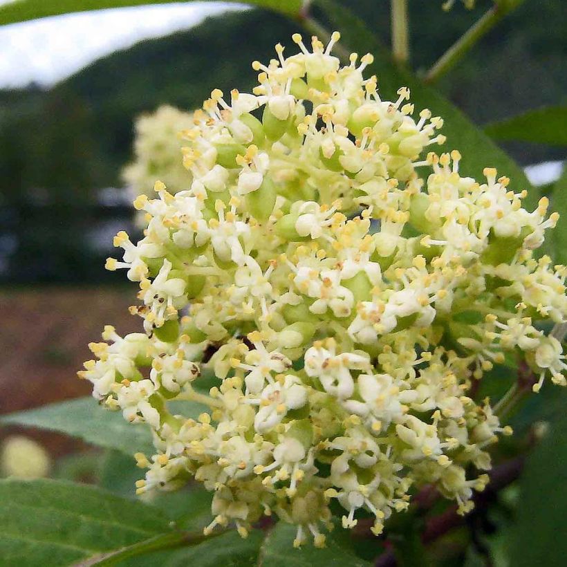Sureau à grappes - Sambucus racemosa (Flowering)