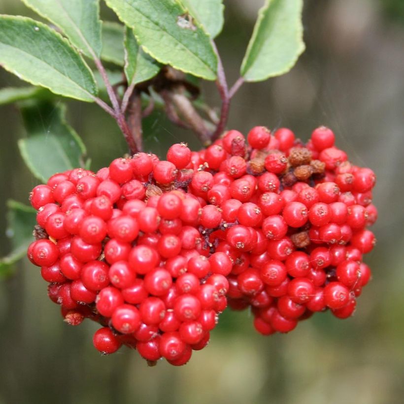 Sureau à grappes - Sambucus racemosa (Harvest)