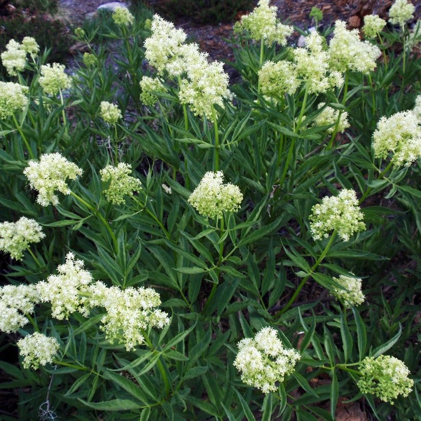 Sureau à grappes - Sambucus racemosa (Plant habit)
