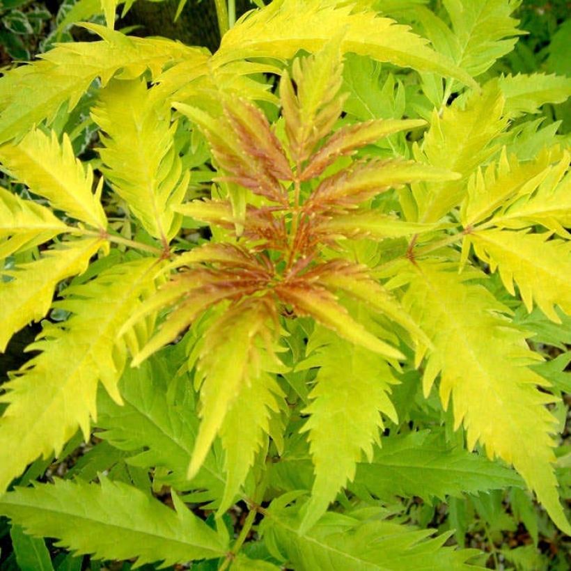 Sambucus racemosa Plumosa Aurea - Sureau à grappes  (Foliage)