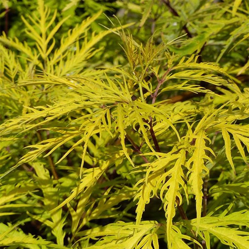 Sureau à grappes - Sambucus racemosa Welsh Gold (Foliage)