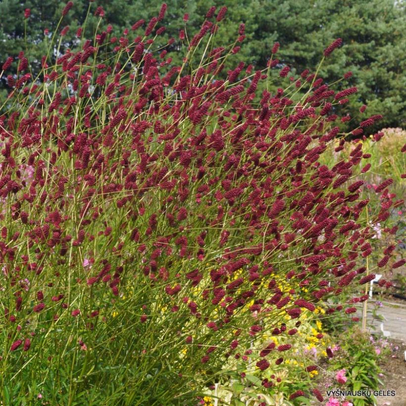 Sanguisorba Cangshan Cranberry - Pimprenelle à feuilles fines (Flowering)