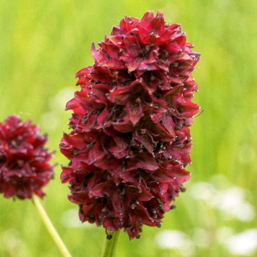 Sanguisorba Little Angel - Pimprenelle Little Angel (Flowering)
