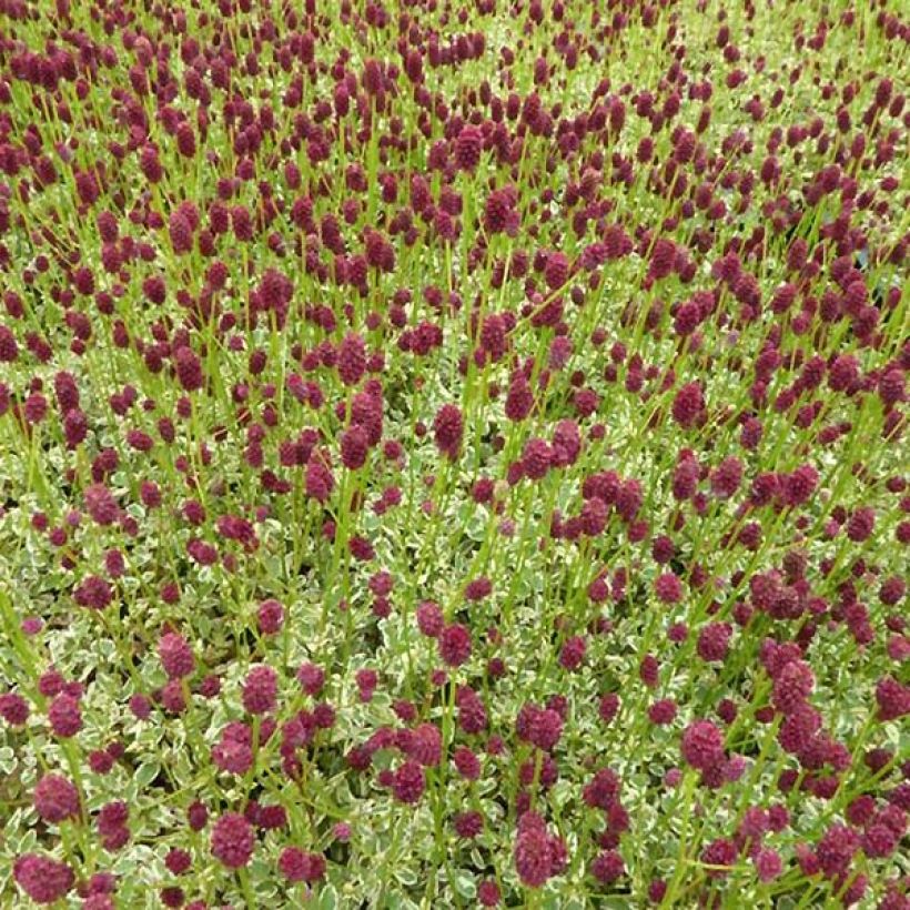 Sanguisorba Little Angel - Pimprenelle Little Angel (Plant habit)