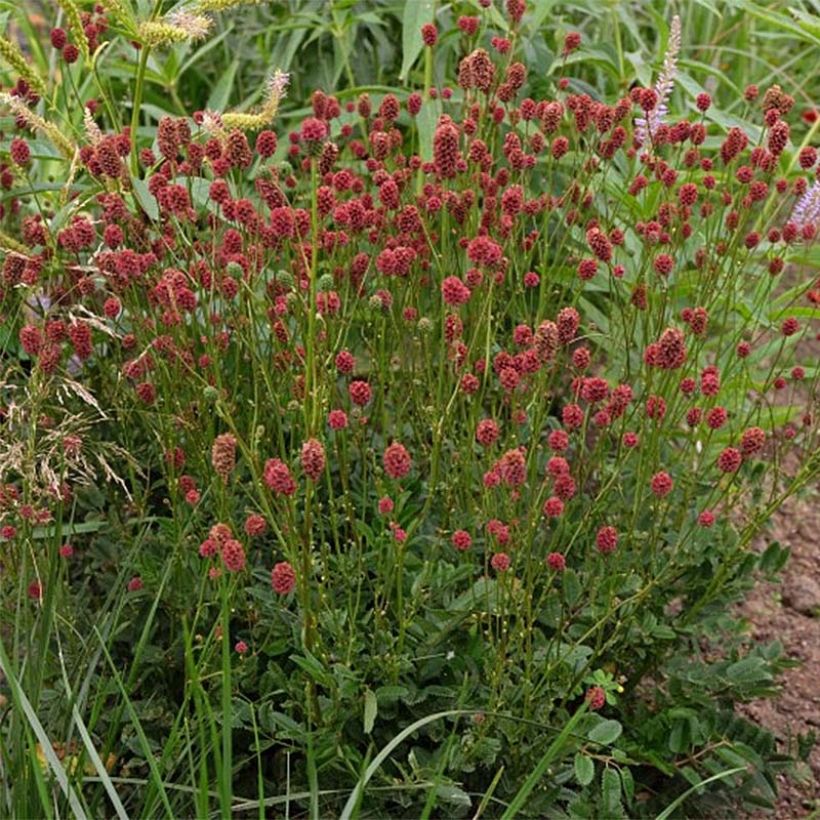 Sanguisorba Proud Mary - Pimprenelle (Flowering)
