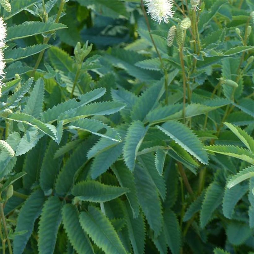 Sanguisorba canadensis - Pimprenelle du Canada (Foliage)