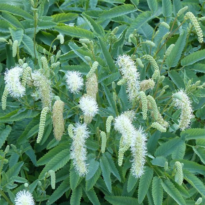 Sanguisorba canadensis - Pimprenelle du Canada (Flowering)
