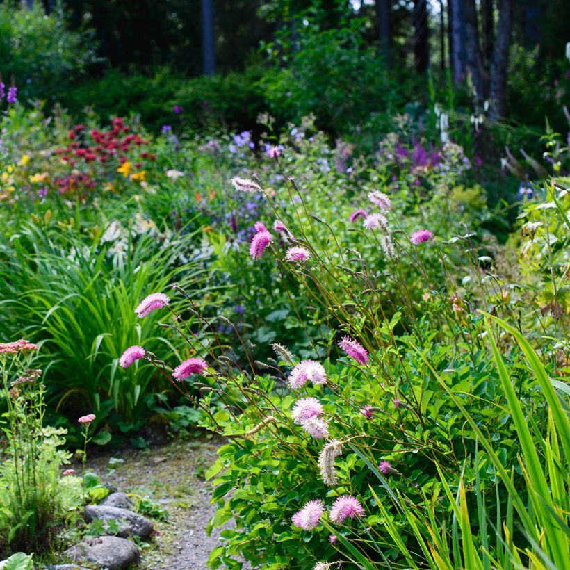 Sanguisorba obtusa - Pimprenelle japonaise (Plant habit)
