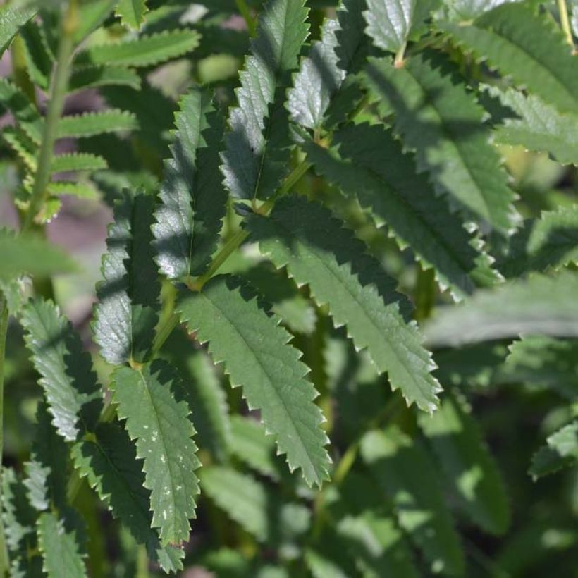 Sanguisorba officinalis Arnhem - Grande pimprenelle (Foliage)