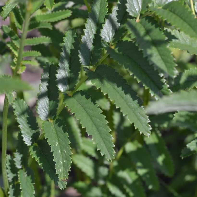 Sanguisorba officinalis Morning Select - Pimprenelle (Foliage)