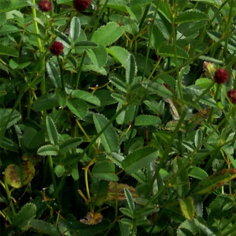 Sanguisorba officinalis Tanna - Grande Pimprenelle (Foliage)