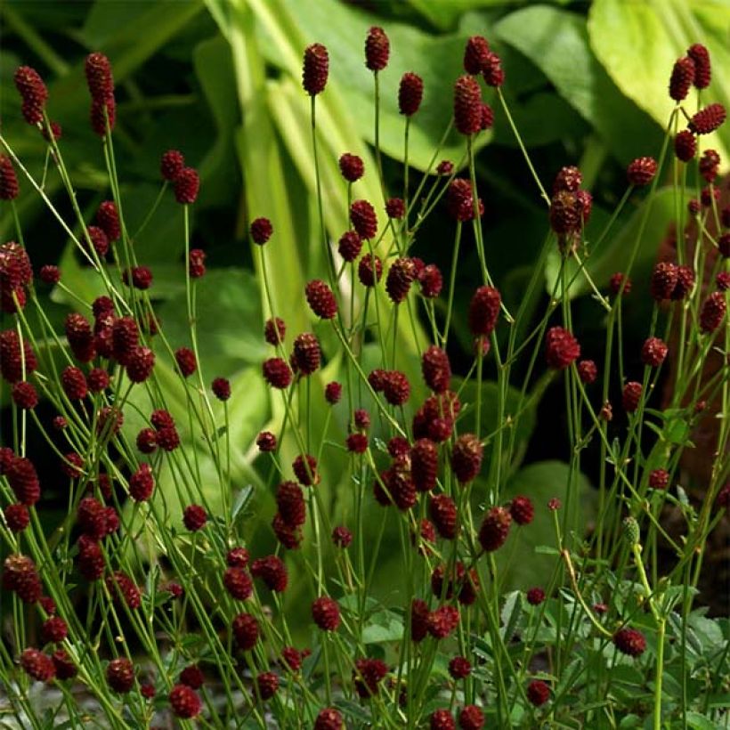 Sanguisorba officinalis Tanna - Grande Pimprenelle (Flowering)