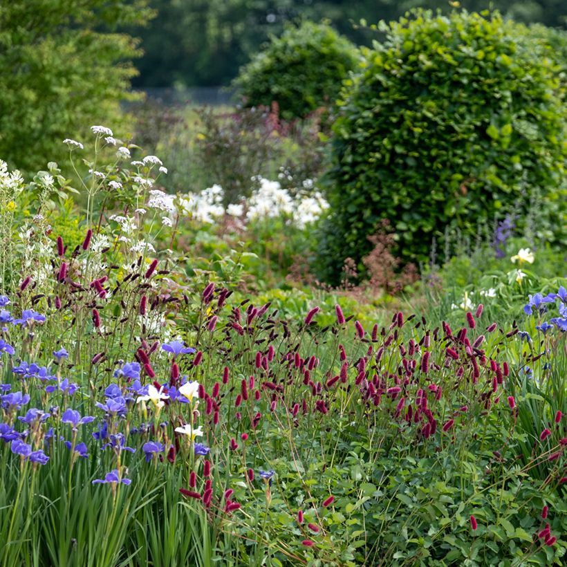 Sanguisorba officinalis Tanna - Grande Pimprenelle (Plant habit)