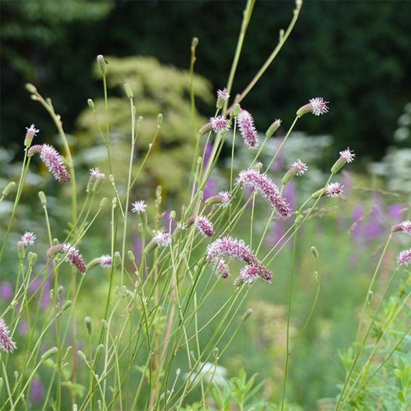 Sanguisorba tenuifolia var. Purpurea - Pimprenelle à fines feuilles (Flowering)