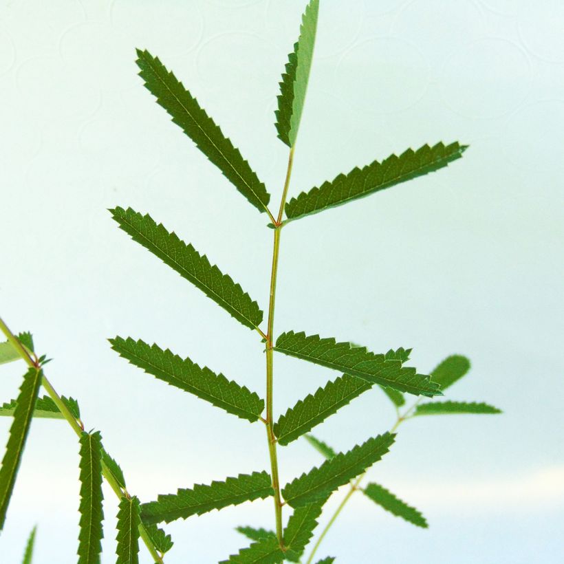 Sanguisorba tenuifolia var. Purpurea - Pimprenelle à fines feuilles (Foliage)