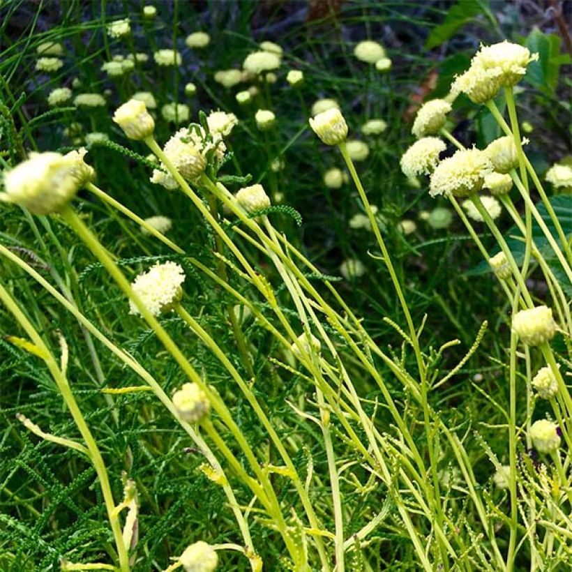 Santoline Lemon Fizz (Flowering)