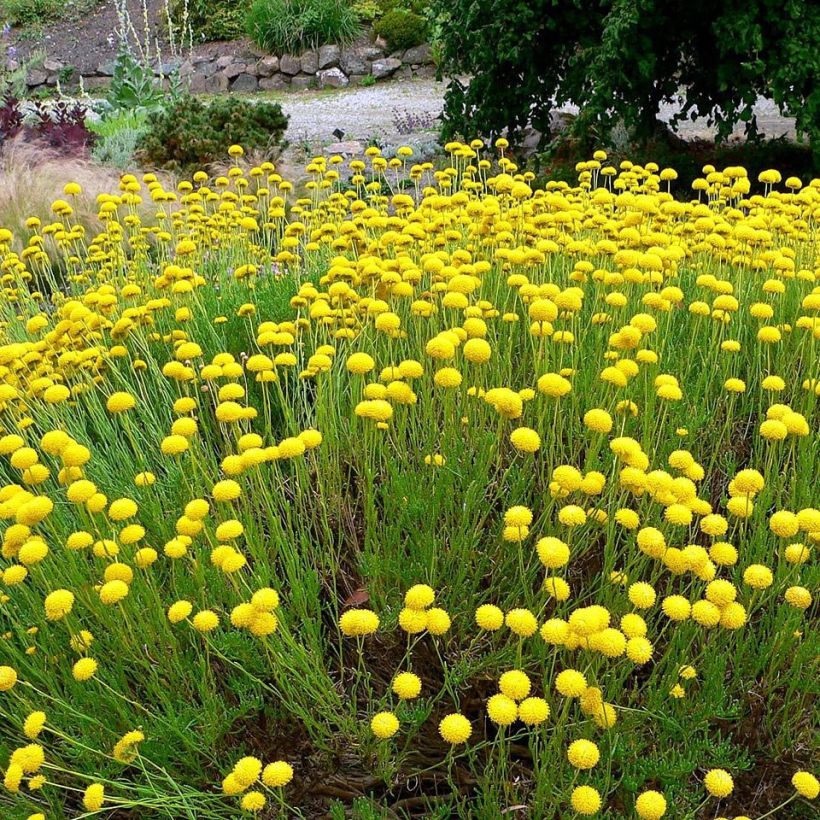 Santolina virens - Santoline à feuilles de romarin (Plant habit)
