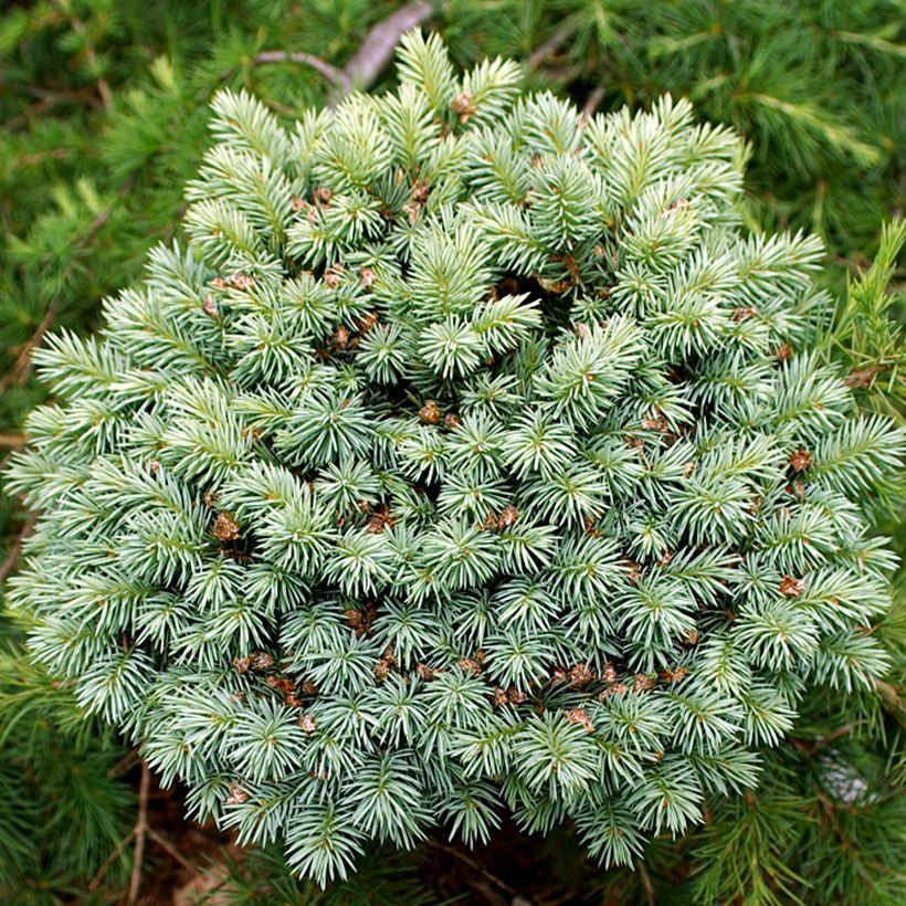 Sapin bleu, Epicéa du Colorado - Picea pungens Blue Pearl (Foliage)
