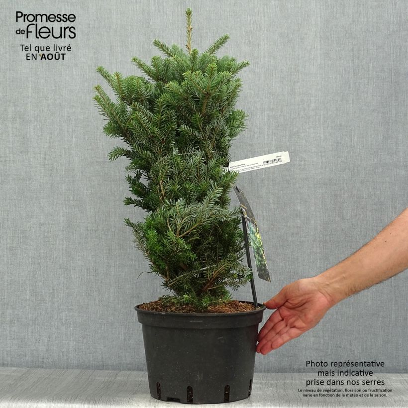 Example of Sapin de Corée nain - Abies koreana Molli Pot de 4L/5L as you get in ete