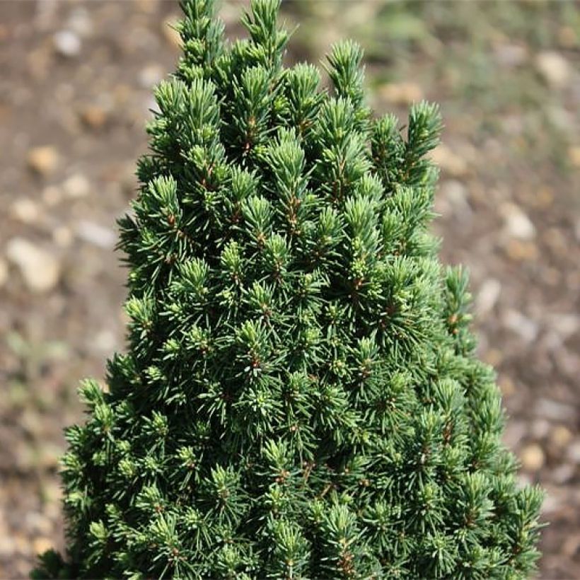 Epinette blanche - Picea glauca Piccolo (Foliage)