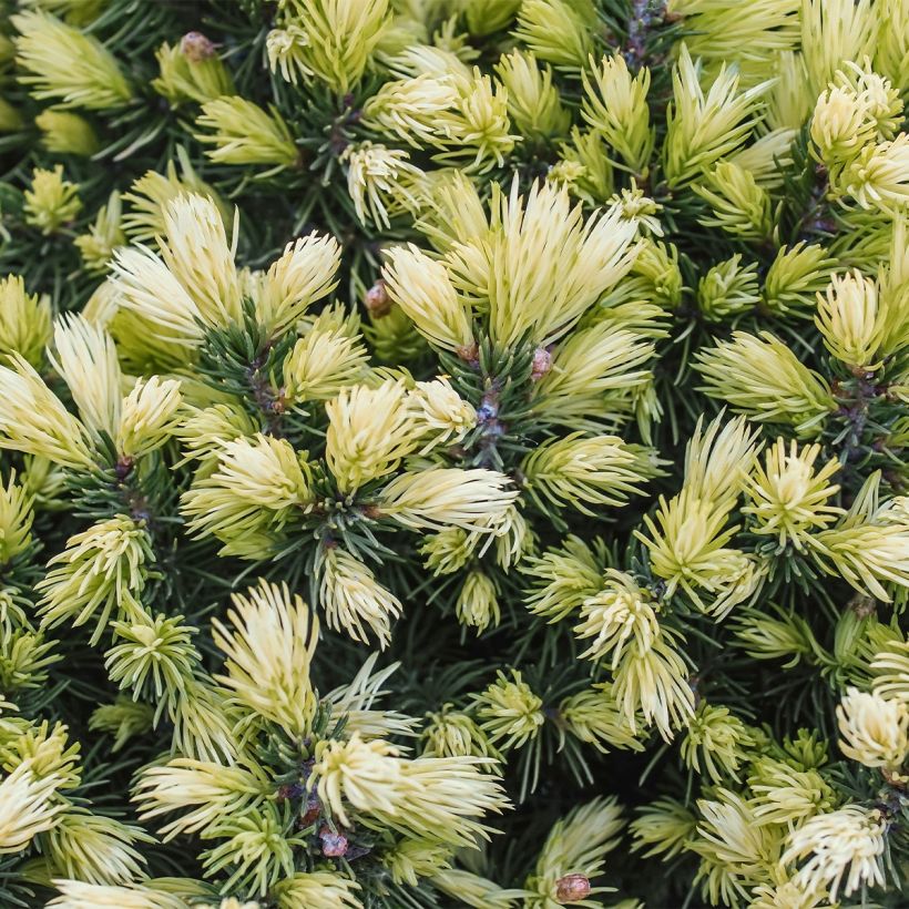 Epinette blanche - Picea glauca Sun on the Sky (Foliage)