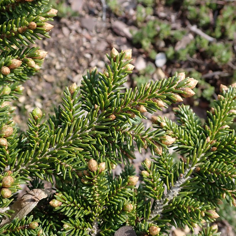 Sapinette d'Orient - Picea orientalis Jewel (Foliage)