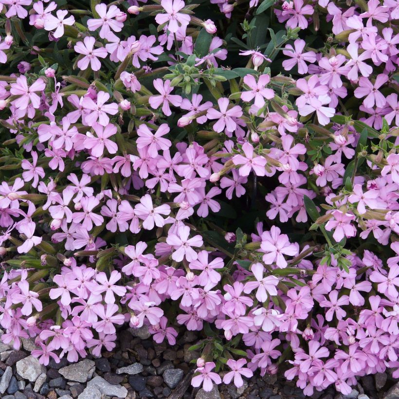 Saponaire Max Frei (Flowering)