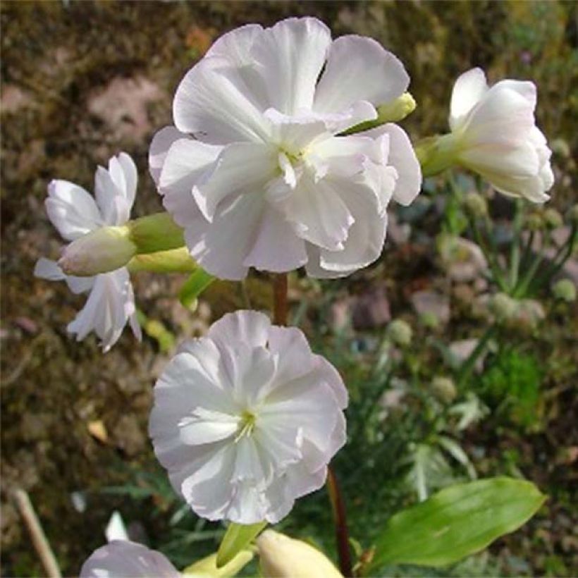 Saponaria officinalis Alba Plena - Saponaire officinale (Flowering)