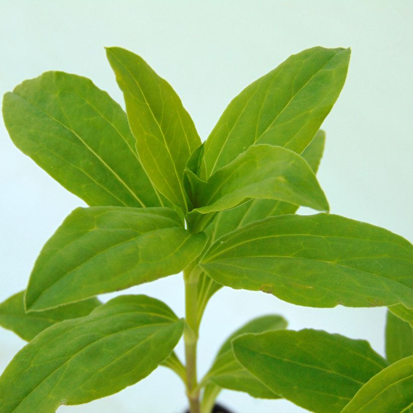Saponaria officinalis Alba Plena - Saponaire officinale (Foliage)