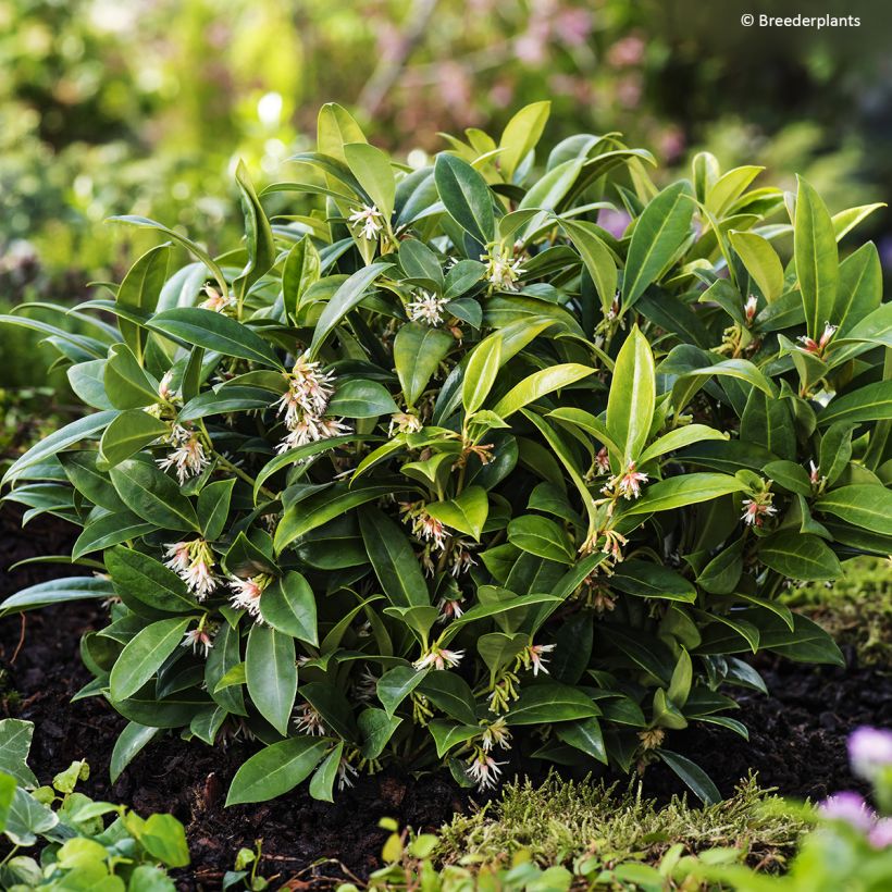 Sarcococca Fragrant Mountain (Plant habit)
