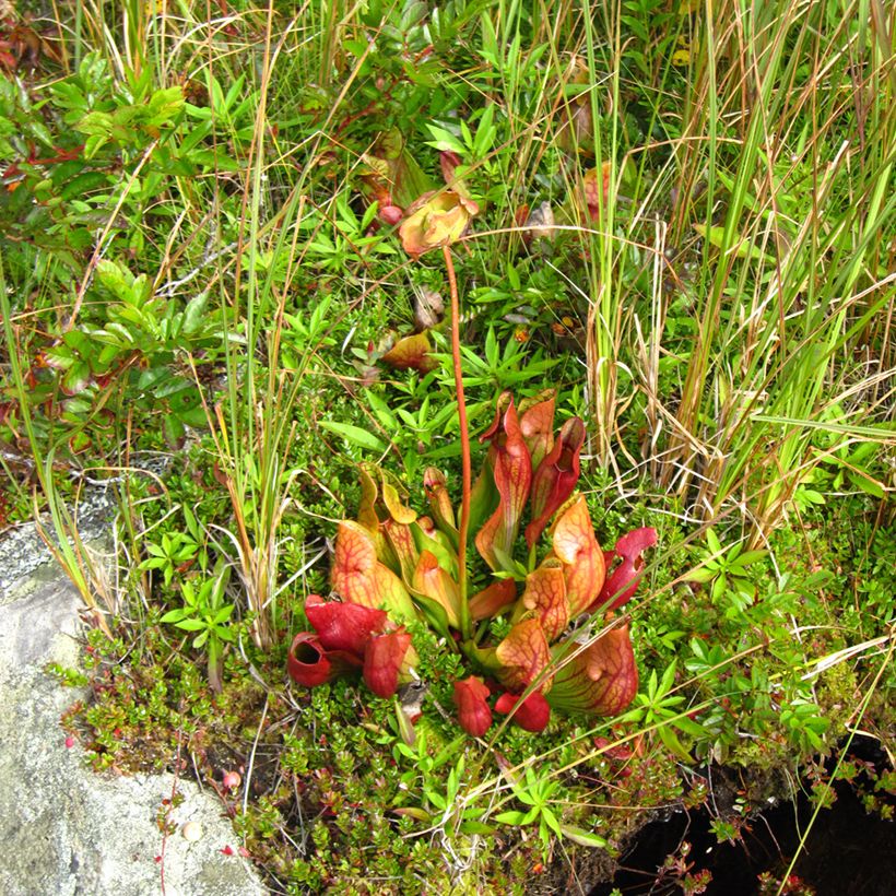 Sarracenia purpurea venosa - Sarracénie pourpre, plante carnivore (Plant habit)