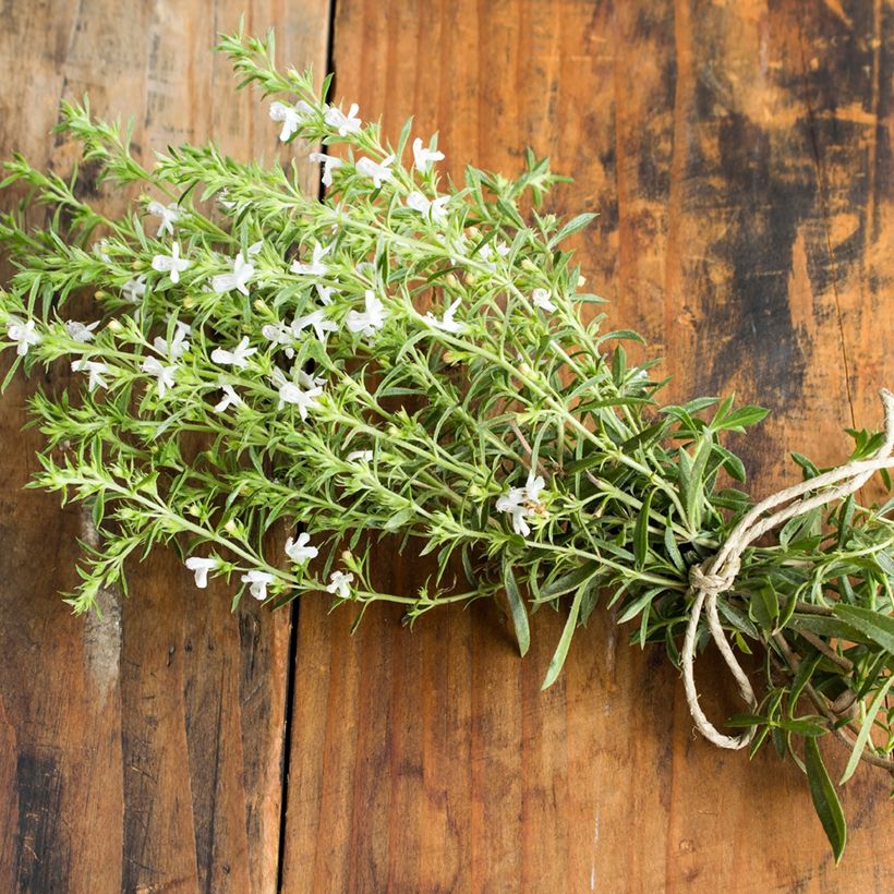 Sarriette annuelle - Satureja hortensis (Harvest)