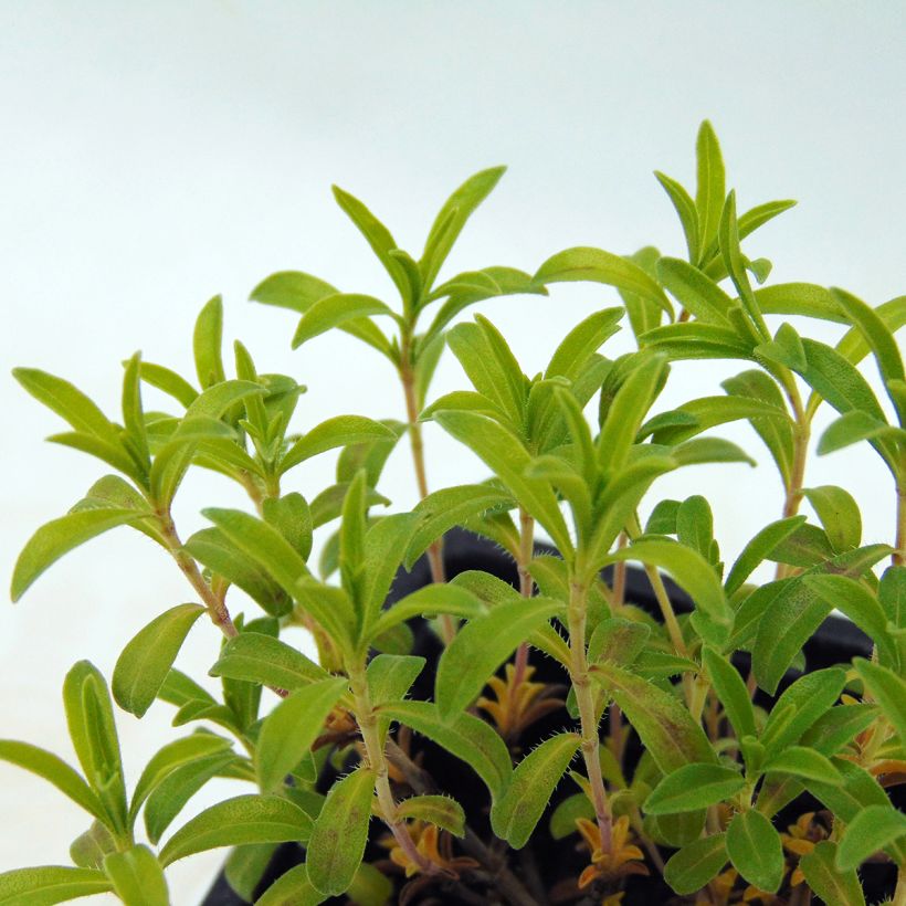 Sarriette citron BIO - Satureja montana citriodora (Foliage)
