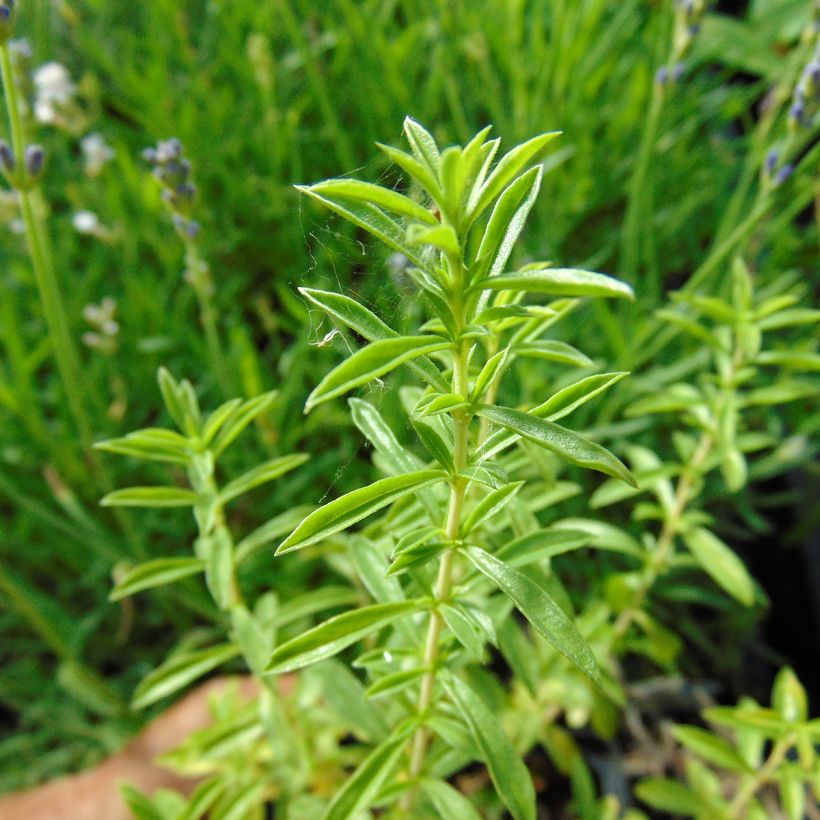 Sarriette vivace - Satureja montana (Foliage)