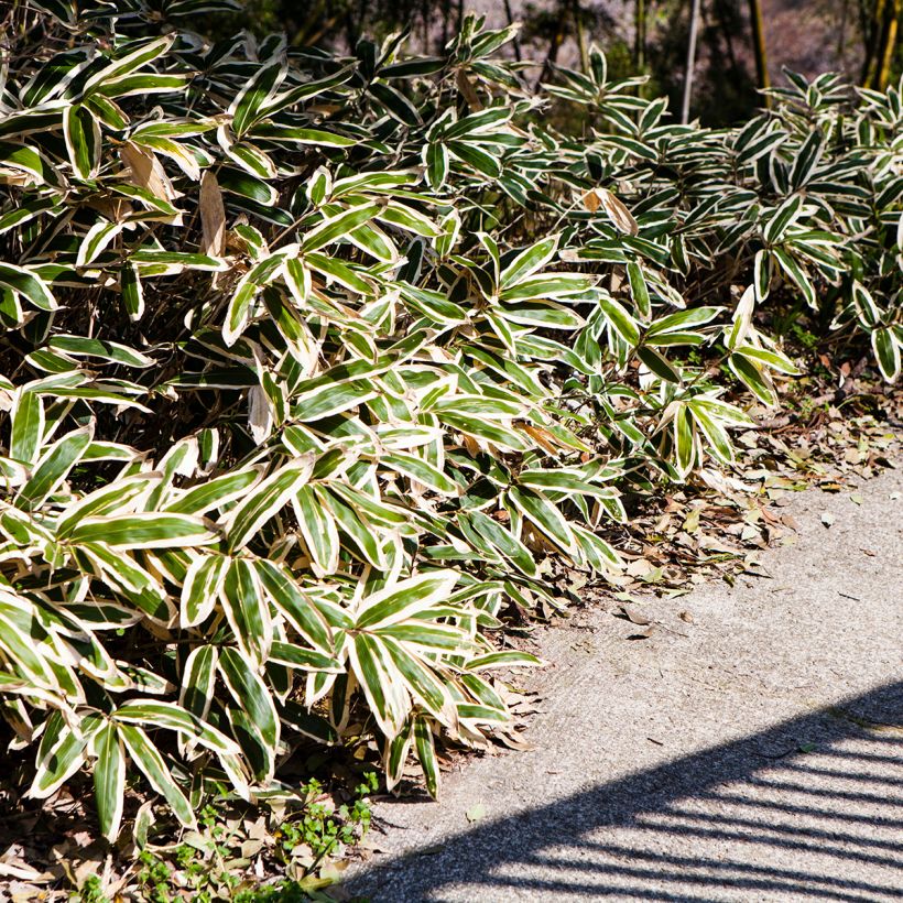 Sasa veitchii - Bambou nain (Plant habit)